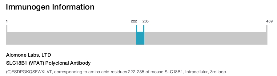 SLC18B1 (VPAT) Polyclonal Antibody