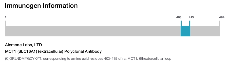 MCT1 (SLC16A1) (extracellular) Polyclonal Antibody
