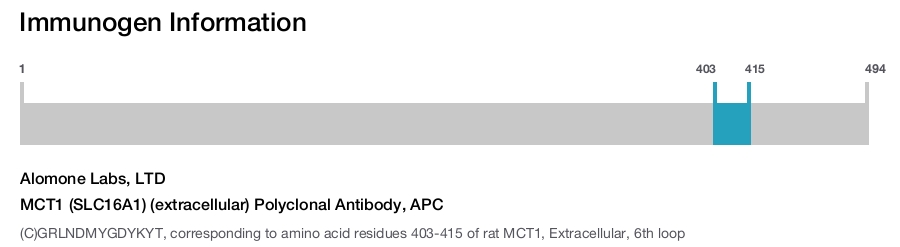 MCT1 (SLC16A1) (extracellular) Polyclonal Antibody, APC