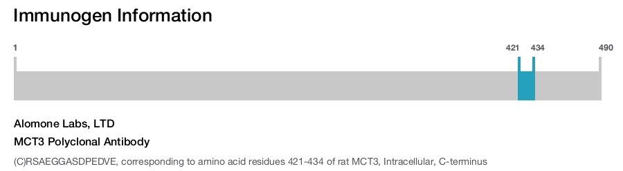 MCT3 Polyclonal Antibody