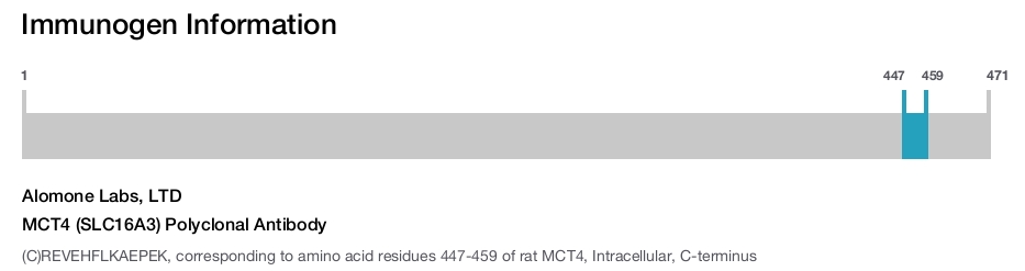 MCT4 (SLC16A3) Polyclonal Antibody