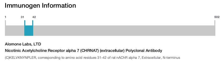 Nicotinic Acetylcholine Receptor alpha 7 (CHRNA7) (extracellular) Polyclonal Antibody