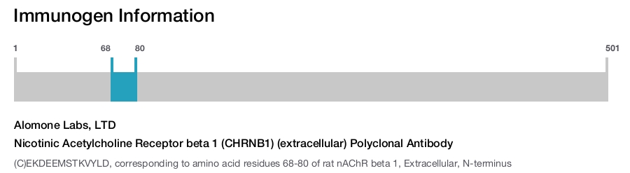 Nicotinic Acetylcholine Receptor beta 1 (CHRNB1) (extracellular) Polyclonal Antibody