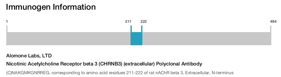 Nicotinic Acetylcholine Receptor beta 3 (CHRNB3) (extracellular) Polyclonal Antibody