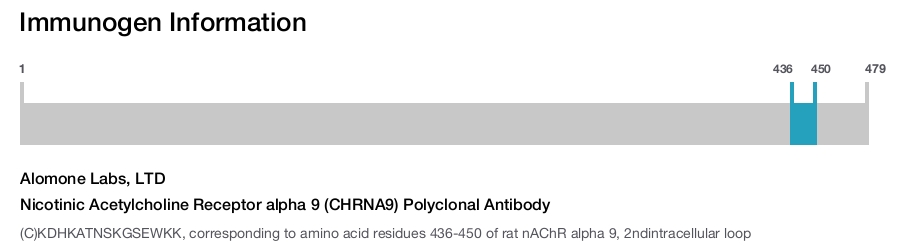 Nicotinic Acetylcholine Receptor alpha 9 (CHRNA9) Polyclonal Antibody