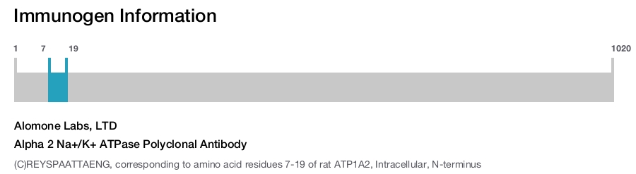Alpha 2 Na+/K+ ATPase Polyclonal Antibody