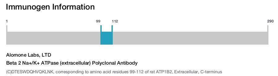 Beta 2 Na+/K+ ATPase (extracellular) Polyclonal Antibody
