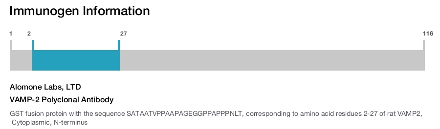 VAMP-2 Polyclonal Antibody