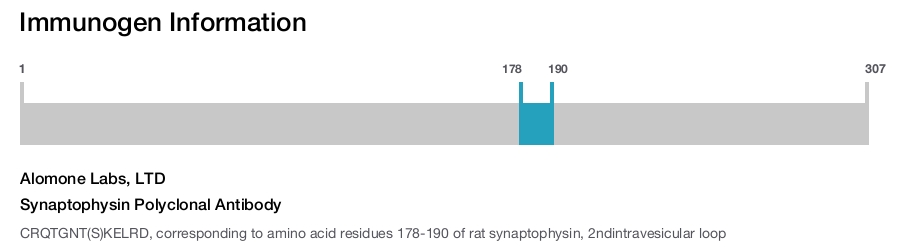 Synaptophysin Polyclonal Antibody