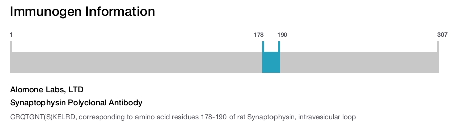 Synaptophysin Polyclonal Antibody