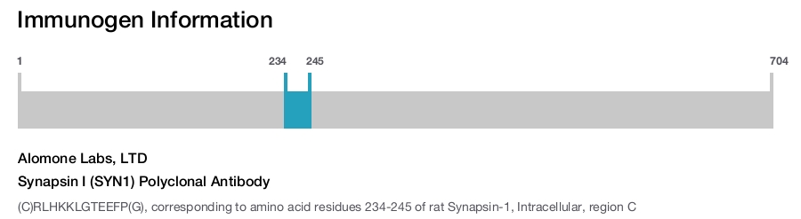 Synapsin I (SYN1) Polyclonal Antibody