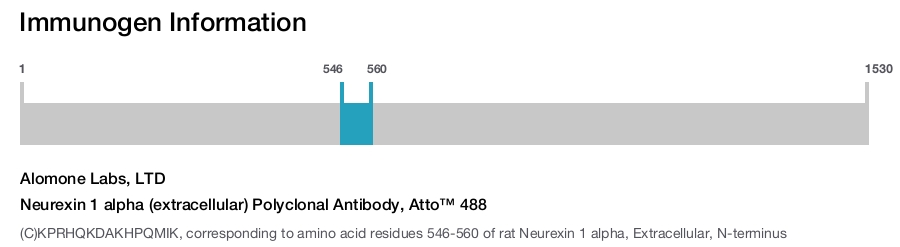 Neurexin 1 alpha (extracellular) Polyclonal Antibody, Atto™ 488
