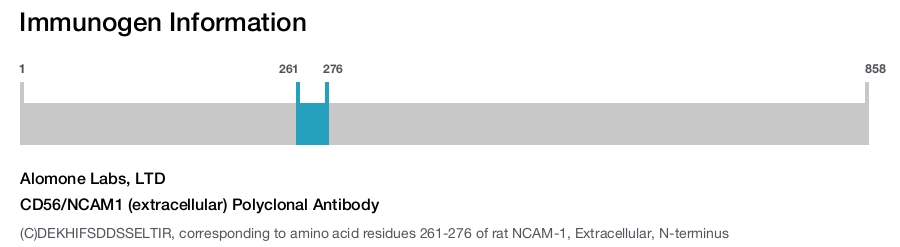 CD56/NCAM1 (extracellular) Polyclonal Antibody