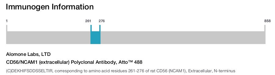 CD56/NCAM1 (extracellular) Polyclonal Antibody, Atto™ 488