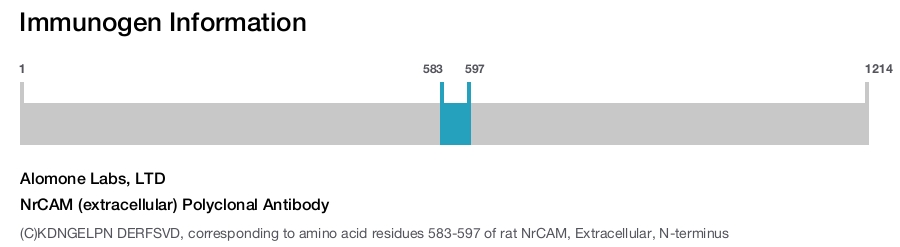 NrCAM (extracellular) Polyclonal Antibody