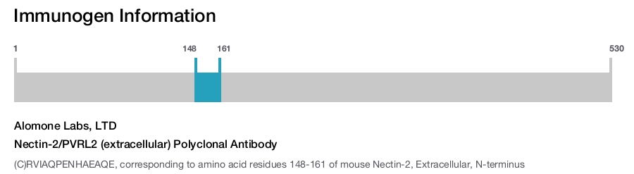 Nectin-2/PVRL2 (extracellular) Polyclonal Antibody