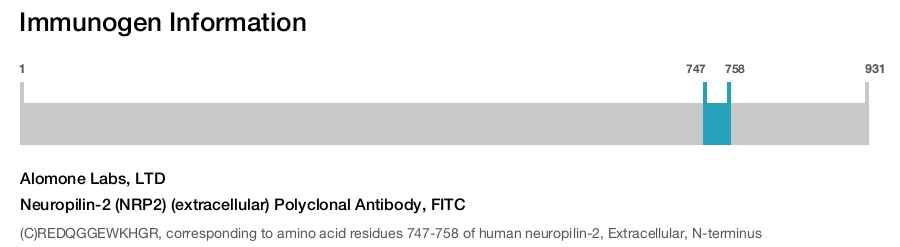 Neuropilin-2 (NRP2) (extracellular) Polyclonal Antibody, FITC