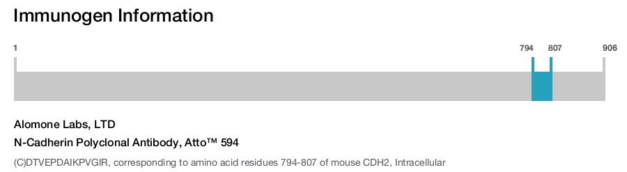 N-Cadherin Polyclonal Antibody, Atto™ 594