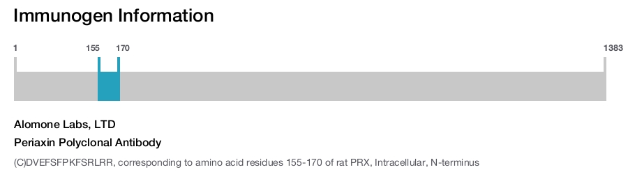 Periaxin Polyclonal Antibody
