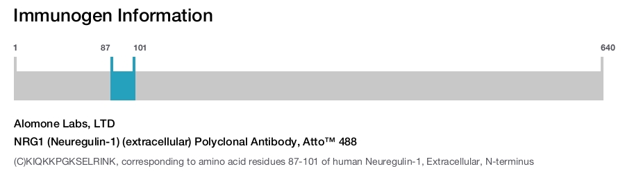 NRG1 (Neuregulin-1) (extracellular) Polyclonal Antibody, Atto™ 488