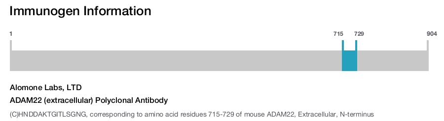ADAM22 (extracellular) Polyclonal Antibody