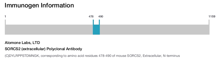 SORCS2 (extracellular) Polyclonal Antibody