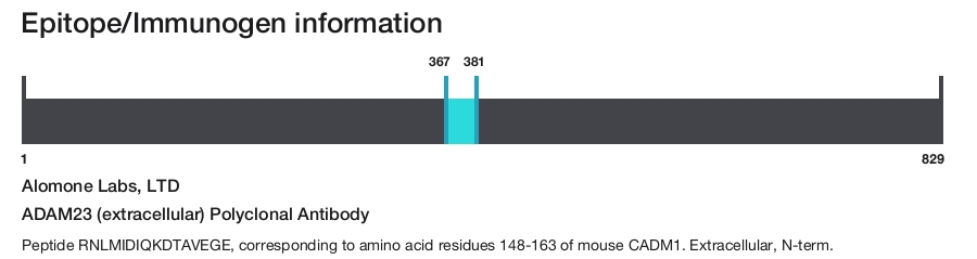 ADAM23 (extracellular) Polyclonal Antibody