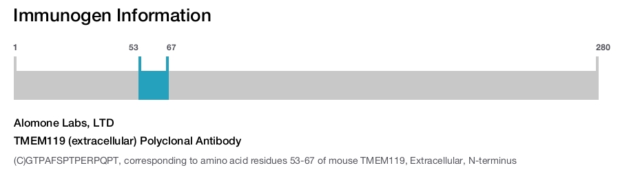 TMEM119 (extracellular) Polyclonal Antibody