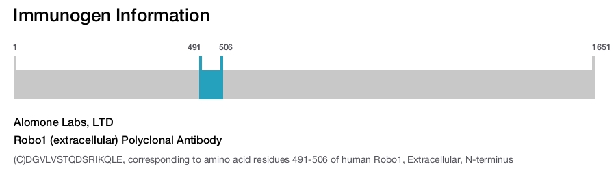 Robo1 (extracellular) Polyclonal Antibody