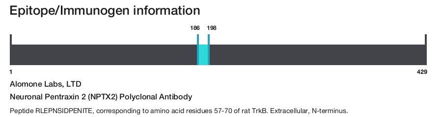 Neuronal Pentraxin 2 (NPTX2) Polyclonal Antibody