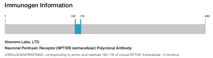 Neuronal Pentraxin Receptor (NPTXR) (extracellular) Polyclonal Antibody