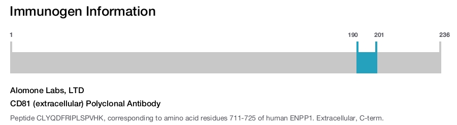 CD81 (extracellular) Polyclonal Antibody