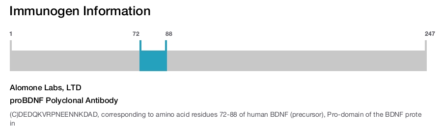 proBDNF Polyclonal Antibody