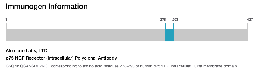 p75 NGF Receptor (intracellular) Polyclonal Antibody