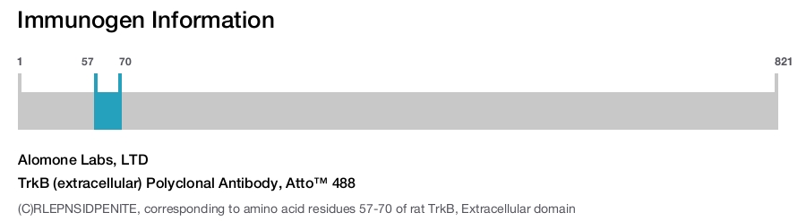 TrkB (extracellular) Polyclonal Antibody, Atto™ 488
