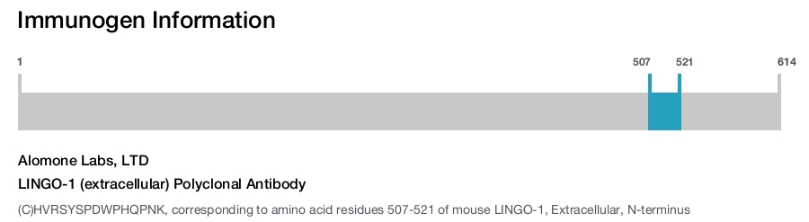 LINGO-1 (extracellular) Polyclonal Antibody