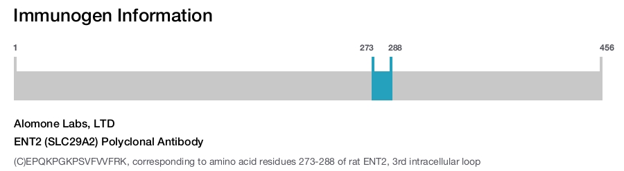ENT2 (SLC29A2) Polyclonal Antibody