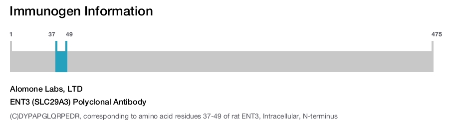 ENT3 (SLC29A3) Polyclonal Antibody