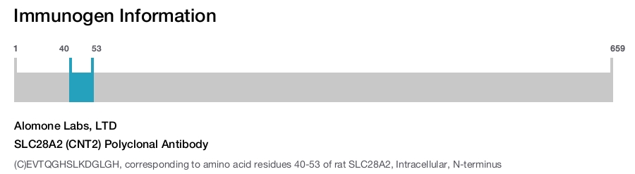 SLC28A2 (CNT2) Polyclonal Antibody