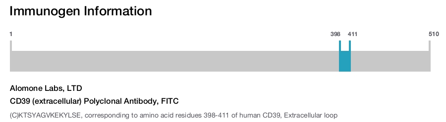 CD39 (extracellular) Polyclonal Antibody, FITC