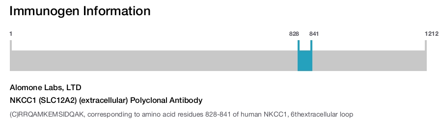 NKCC1 (SLC12A2) (extracellular) Polyclonal Antibody