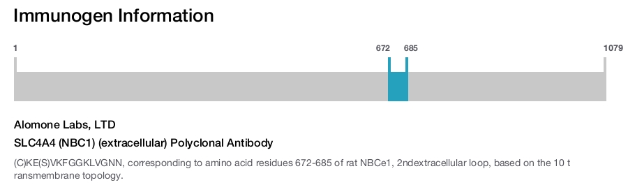SLC4A4 (NBC1) (extracellular) Polyclonal Antibody