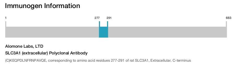 SLC3A1 (extracellular) Polyclonal Antibody