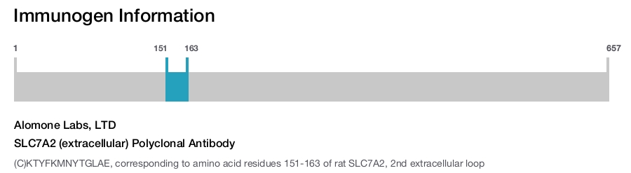 SLC7A2 (extracellular) Polyclonal Antibody