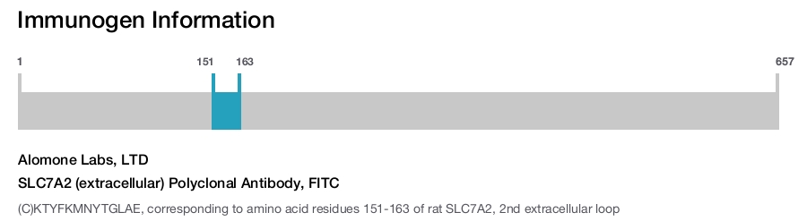 SLC7A2 (extracellular) Polyclonal Antibody, FITC