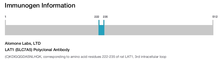 LAT1 (SLC7A5) Polyclonal Antibody