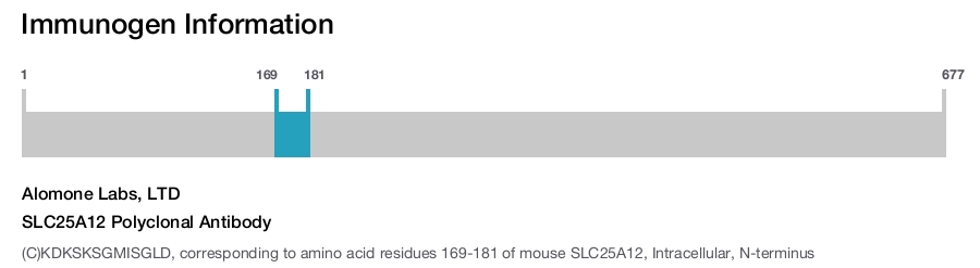 SLC25A12 Polyclonal Antibody