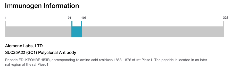 SLC25A22 (GC1) Polyclonal Antibody