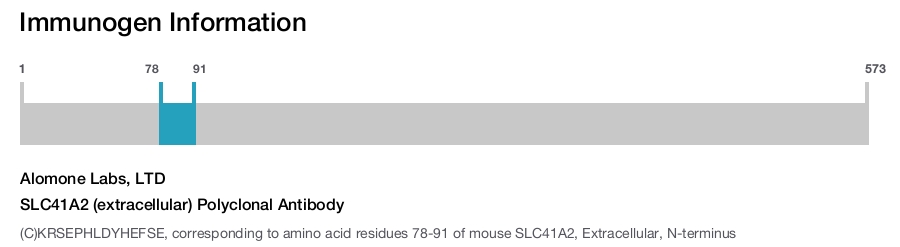 SLC41A2 (extracellular) Polyclonal Antibody