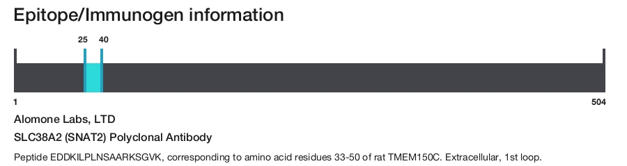 SLC38A2 (SNAT2) Polyclonal Antibody